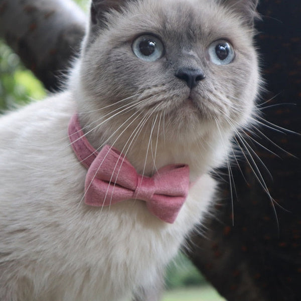 Purple bowknot